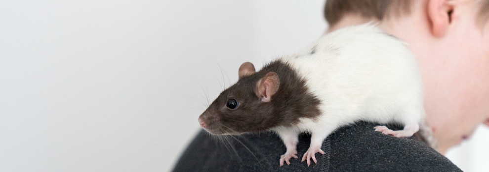 Rats Laugh, but Not Like Humans