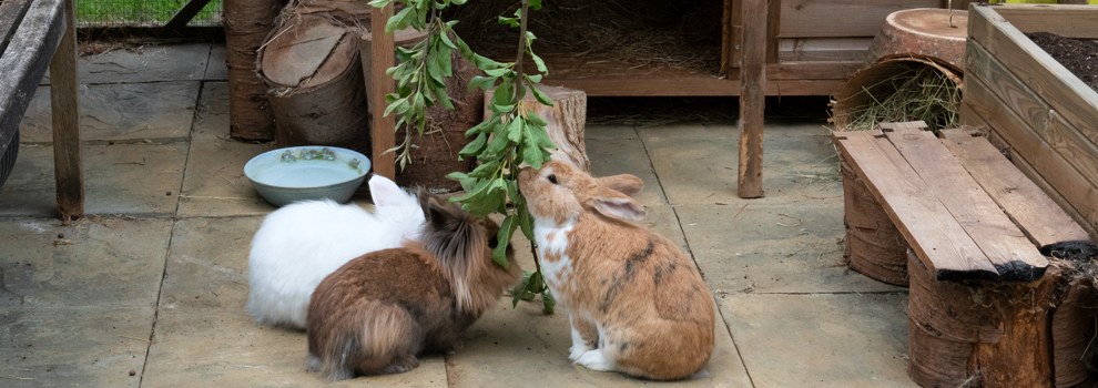 Rabbit Exercise: Activities For a Happy, Healthy Bunny