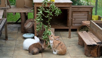 Rspca cheap rabbit hutch