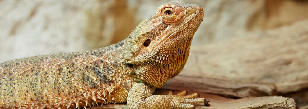 Bearded Dragon information and facts - ExoticDirect