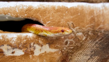 https://www.rspca.org.uk/documents/1494939/7712581/1153710-corn-snake-vivarium_350x200.jpg/6985291b-e0e1-3739-1f36-ec42ae7b9b25?t=1654690744293