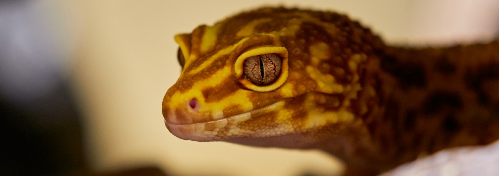 Leopard gecko outlet supplements