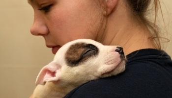 https://www.rspca.org.uk/documents/1494939/7712581/1156139-staffy-puppy-care-assistant_350x200.jpg/1cbfe278-ed51-f8d4-4ddc-df07f0d96f34?t=1654612650446