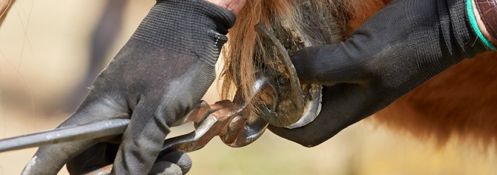 are horse hooves bad for dogs