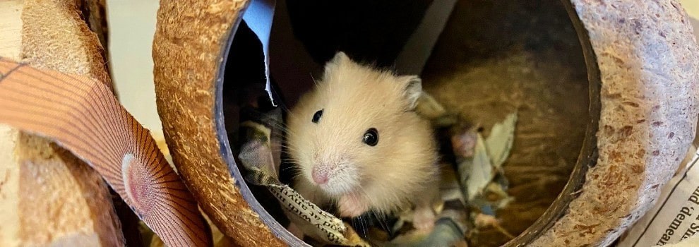 Syrian best sale hamster tunnels