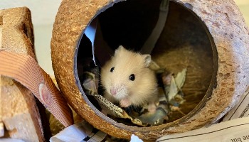 Hamster 2025 house pets