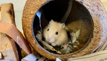Help Howie the Hamster Live Longer - Midlands Pet Care Pet
