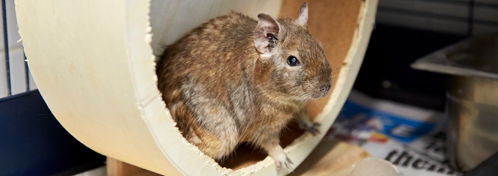 Degu enclosure 2024