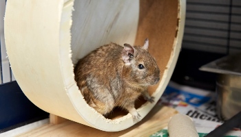 Degu house hot sale