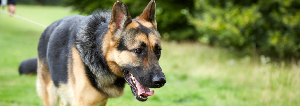 German shepherd hot sale dog