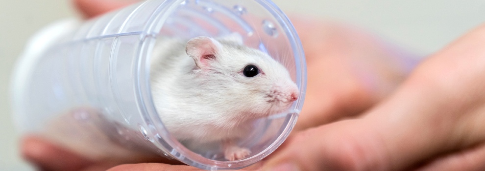 What Animals Commonly Eat Hamsters in the Wild?