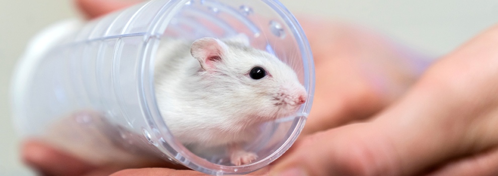 Pet Hamster Lifespan & 'Hamster Years to Human Years' Chart