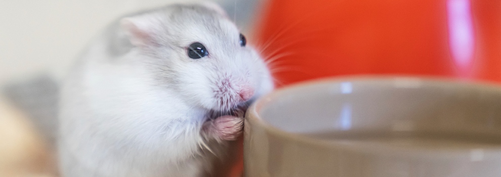 Feeding hamsters shop