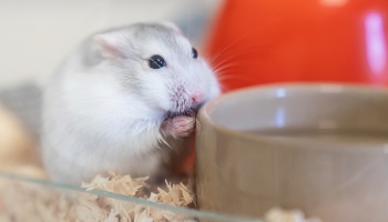 How Long Do Hamsters Live?