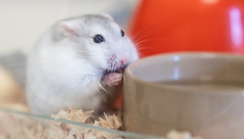 Dominant Spot Hamster » Pet Profile: Cage, Food, Lifespan