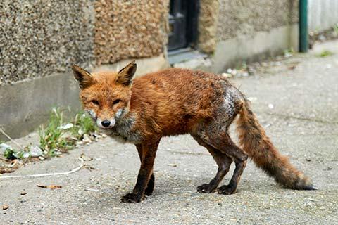 fox with mange dangerous