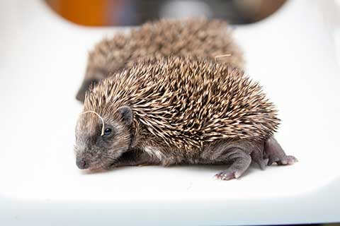 Newborn store hedgehog care