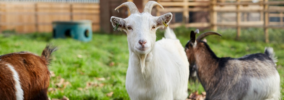 Goats - Facts, Diet, Milk & Habitat Information