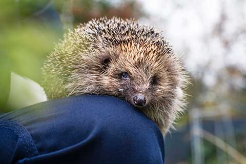 Can i feed hotsell my hedgehog cat food