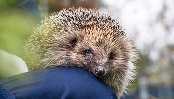 Can you feed hedgehogs cat food best sale