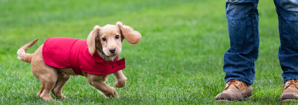 what is the best age to purchase a puppy