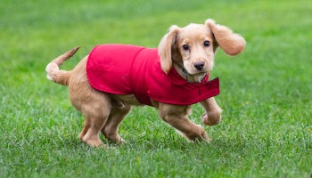 What to look for when buying hot sale a puppy