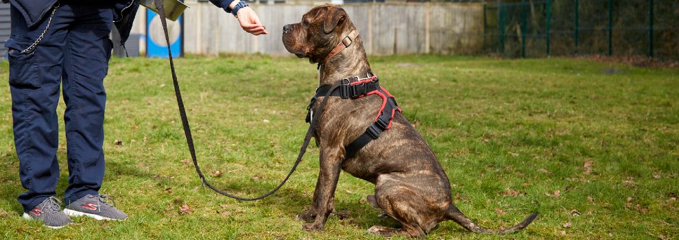 How to train a dog to sit without outlet treats