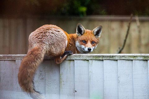 Living with foxes RSPCA RSPCA rspca