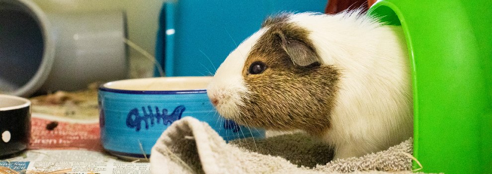 Can guinea pigs store catch human colds