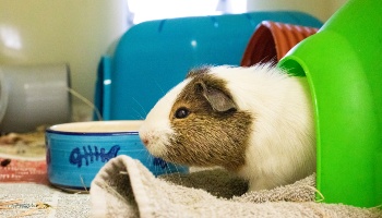 Guinea pig chewing on plastic sale house