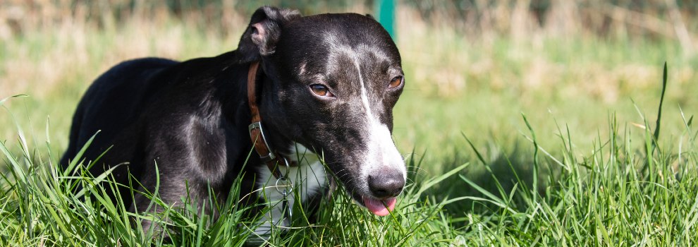 can dogs live in outdoor kennels