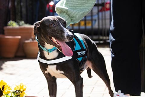 A dog being stroked by a human hand.