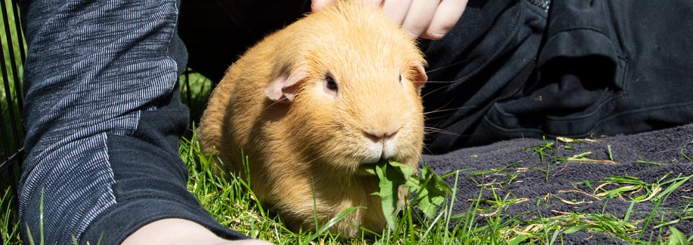 Are carrots good for guinea clearance pigs