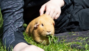 How much food shop do guinea pigs need