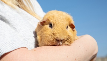 Healthy store guinea pig