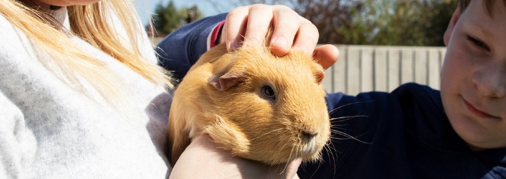 Scared guinea hot sale pig behavior