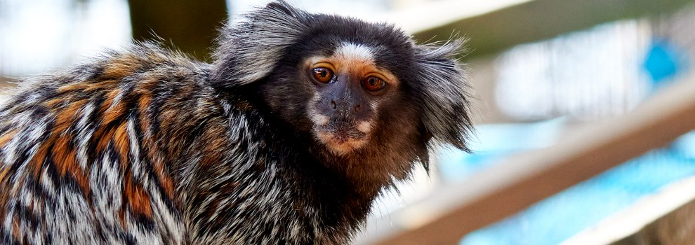 marmoset monkey pet care