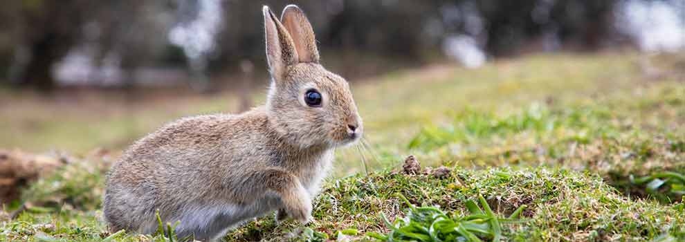 Feeding sales wild rabbits