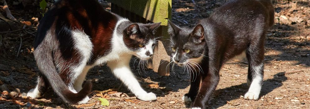 How to introduce a cheap puppy to two cats