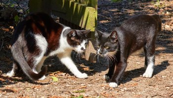 Rspca indoor hot sale cats