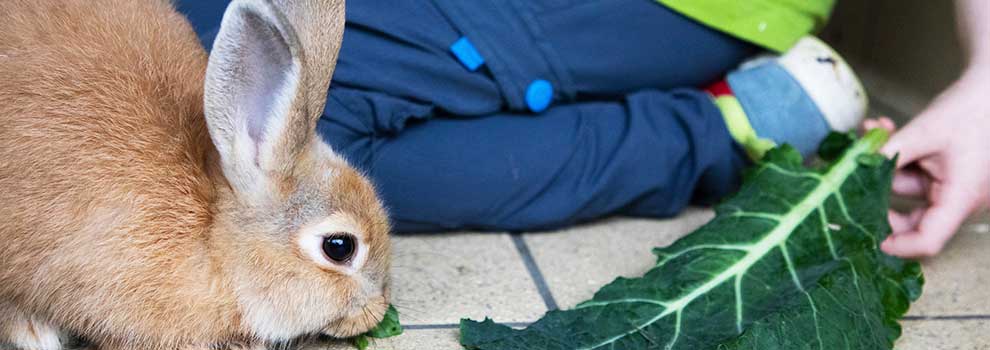 Food for 2024 rabbits in summer