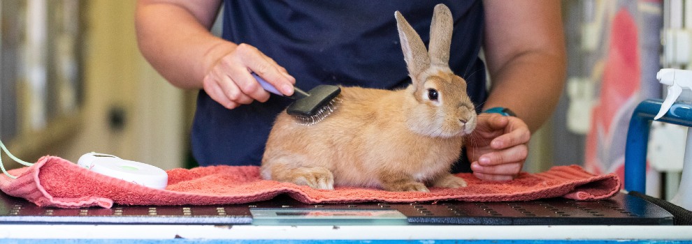 Rabbit vet online