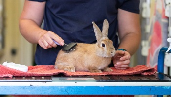 Looking sales after rabbits