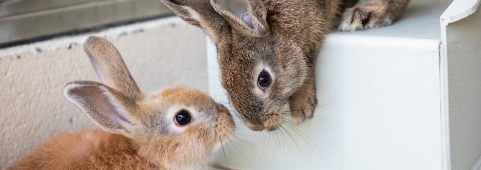 Keeping wild bunnies as 2024 pets