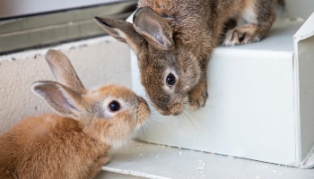 https://www.rspca.org.uk/documents/1494939/7712581/1170566-pair-of-rabbits_350x200.jpg/0cb18b94-27af-965b-1348-f316731d209b?t=1652781192009