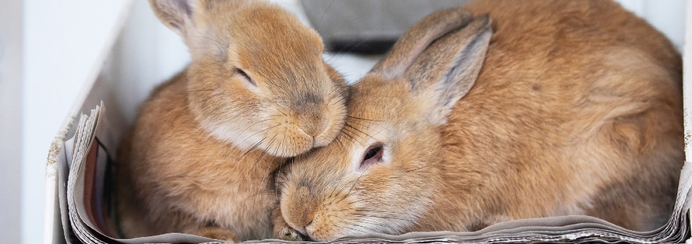 Keeping rabbits clearance inside