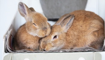 Two female rabbits store together