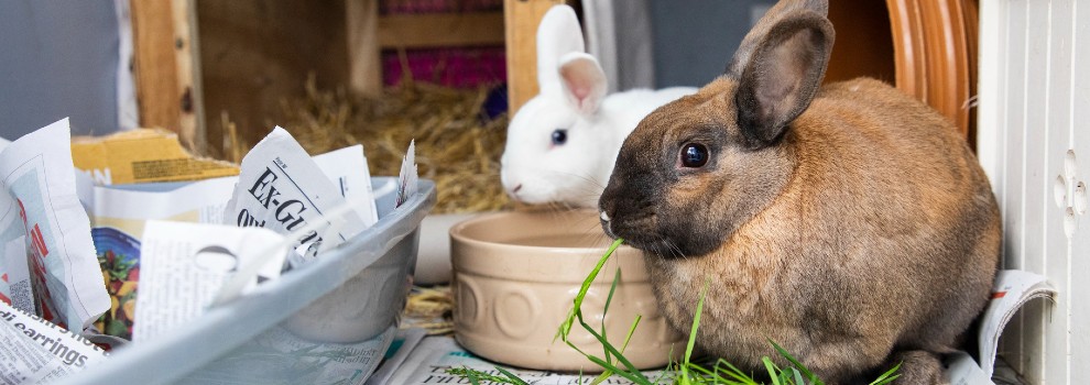 Baby Bunnies In Cups 