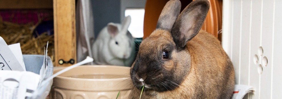 Can bunnies eat outlet cat food