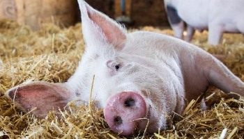 Keeping pigs as store pets